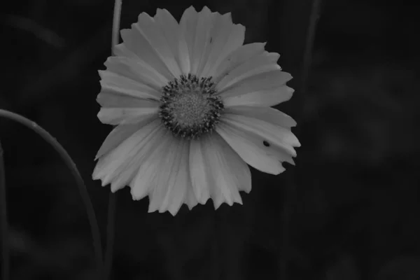 庭の黒と白の美しい黄色のバラ — ストック写真
