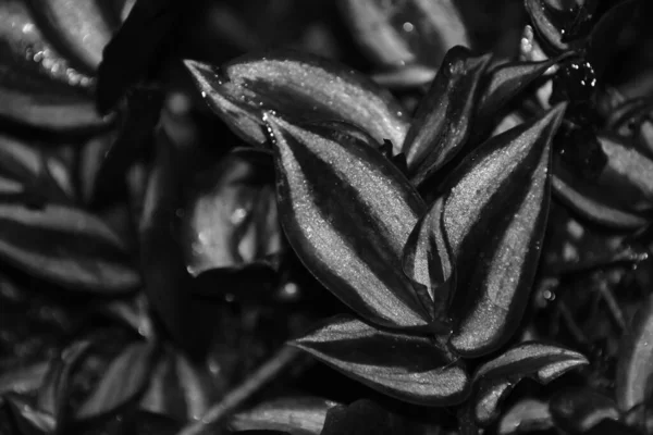 Photo Noir Blanc Une Plante — Photo