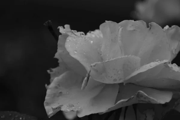 Une Belle Rose Jaune Dans Jardin Noir Blanc — Photo
