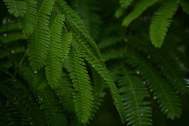 Ağaçtaki yapraklar gibi yeşil eğreltiotu