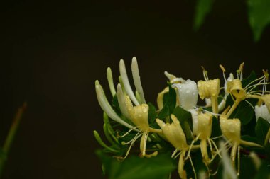 Beyaz ve sarı hanımeli çiçekleri, seçici odaklanma