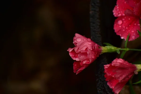 Güneşin Olması Gereken Yere Bakan Pembe Çiçeklerin Üzerine Yağmur Damlaları — Stok fotoğraf