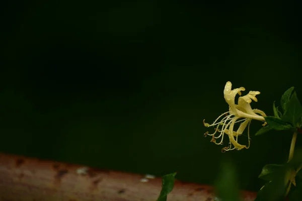 Beyaz ve sarı hanımeli çiçekleri, seçici odaklanma