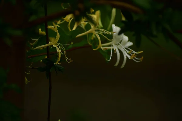 Białe Żółte Wiciokrzewy Kwiaty Selektywne Zbliżenie Ostrości — Zdjęcie stockowe