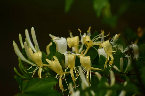 White Yellow Honeysuckles Flowers Selective Focus Close — Stock Photo, Image