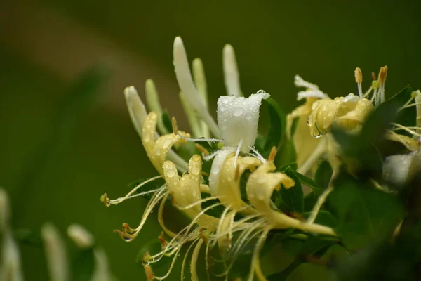 白色和黄色的蜜月花 有选择性地集中近视 — 图库照片