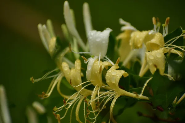 Flores Madreselvas Blancas Amarillas Enfoque Selectivo Cerca —  Fotos de Stock