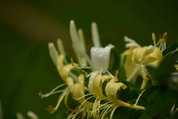 Beyaz ve sarı hanımeli çiçekleri, seçici odaklanma