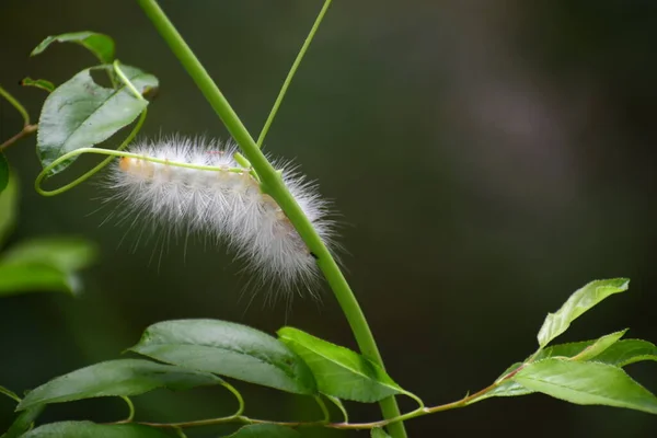 Beyaz tüylü bir tırtıl bir bitkinin üzerinde yeni bir büyüme sapına tırmanıyor..
