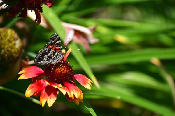 butterfly with matching color line on it's wing on a flower with similer red pink tone