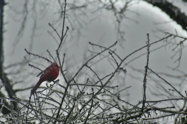 Güzel kırmızı kuş kışın bir ağaçta düşük bir kepenk hızıyla.