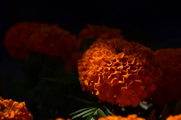 Doğal Işığın Altında Büyük Mutlu Bir Çiçek — Stok fotoğraf