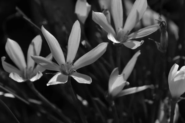 Черно Белые Капли Снега Цветы Закрыть — стоковое фото