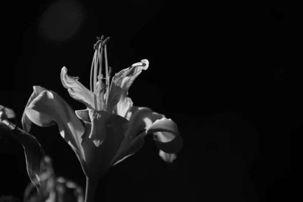 Flores Blancas Negras Fondo Negro — Foto de Stock