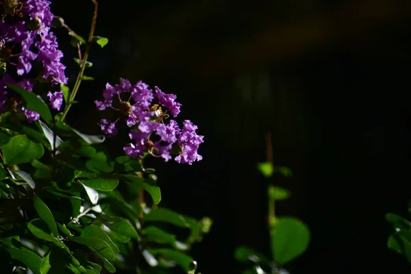 Purpurowe Letnie Kwiaty Krzewu Ogrodzie — Zdjęcie stockowe