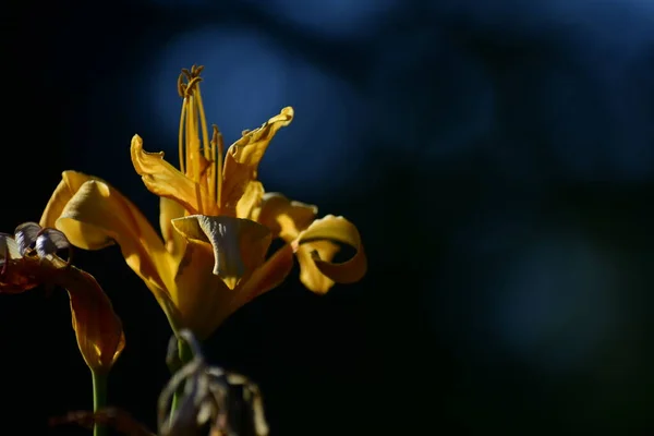 Frumos Împușcat Botanic Tapet Natural Unei Flori Portocalii — Fotografie, imagine de stoc