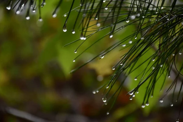 Pine Tree Needles Raindrops — Stock Photo, Image