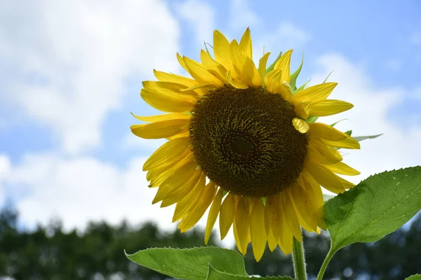 sunflower in the garden in the blue sky