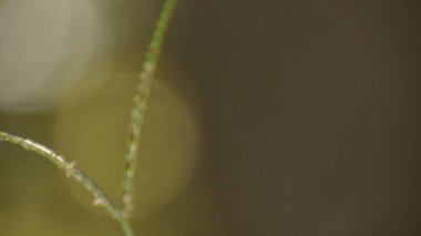 Bir çimen yaprağının güzel bir botanik çekimi, doğal bir duvar kağıdı.