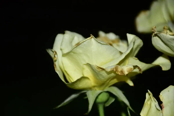 Yellow Rose Night Fading Its Color — Stock Photo, Image