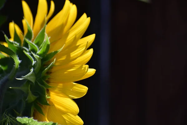 Arkasında çizgiler olan ayçiçeği..