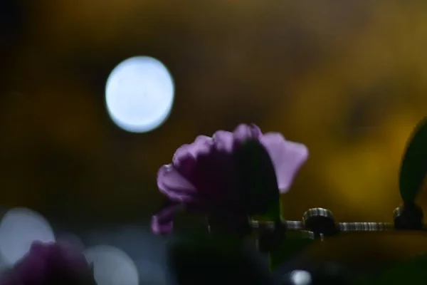 Midnight Rose Fall Blur Art Photography — Stock Photo, Image