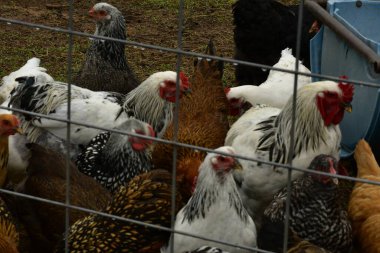 Çiftlikte yiyecek arayan bir tavuk sürüsü.