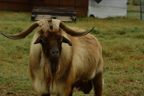 Uzun Boynuzları Olan Büyük Kahverengi Bir Keçi — Stok fotoğraf