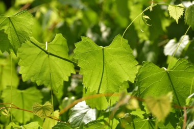 Yazın üzüm yaprakları