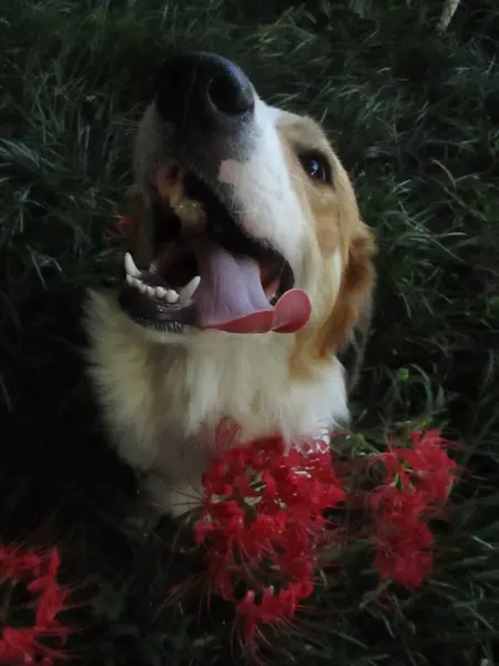 Çiçeğin yanında mutlu bir köpek