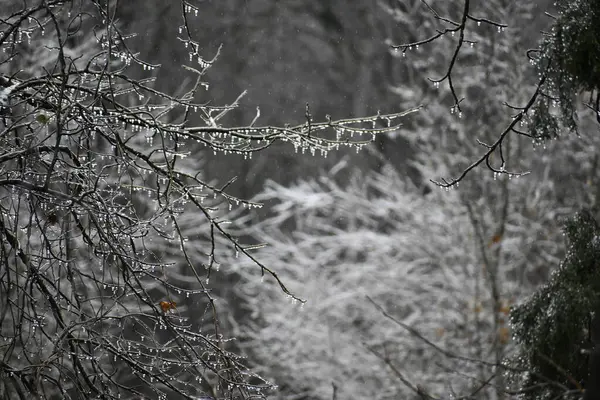 Karlı kış ormanı