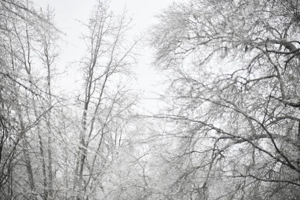 Karla kaplı ağaçlarla kaplı kış ormanı