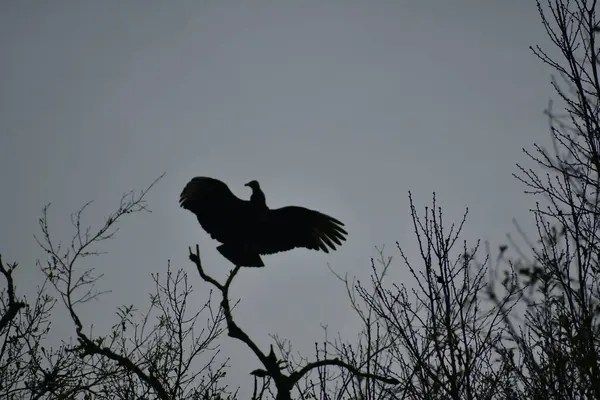 Ormandaki bir kuşun silueti