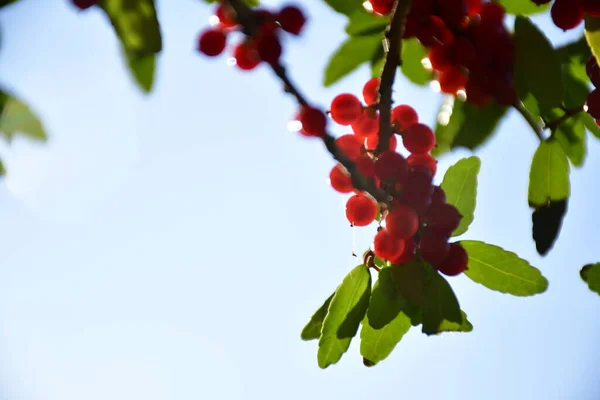 Güzel botanik çekimleri Holly Bush meyveleri, doğal duvar kağıtları