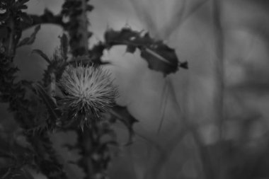 Bahçedeki güzel çiçekler