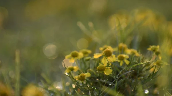 Güzel botanik fotoğrafı, doğal duvar kağıdı.