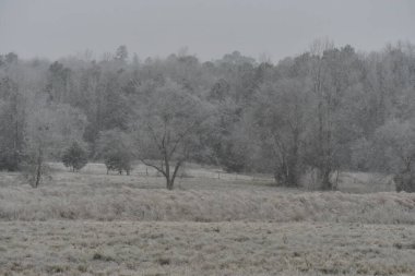 Karla kaplı ağaçlarla kaplı kış manzarası