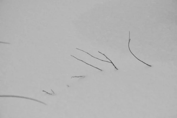 Güzel kış manzarası, uzun otların dikizlediği, tek renkli, siyah ve beyaz.