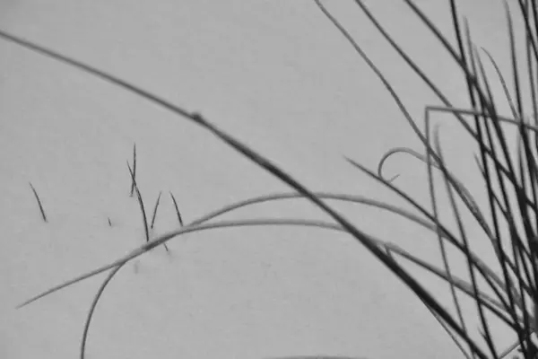 Güzel kış manzarası, uzun otların dikizlediği, tek renkli, siyah ve beyaz.