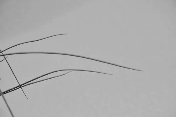 Güzel kış manzarası, uzun otların dikizlediği, tek renkli, siyah ve beyaz.