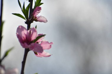 Bahçedeki güzel pembe çiçekler