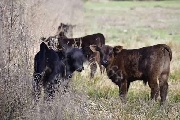 Bir tarlada birlikte buzağılar..