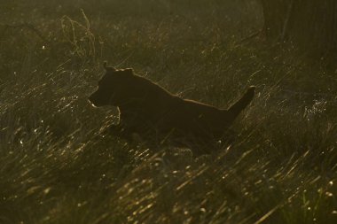 Gün batımında uzun çimenlerde zıplayan siyah bir köpek..