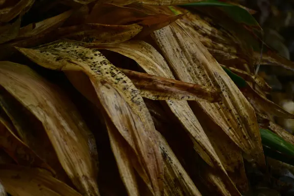 Bahçede kuru yapraklar.