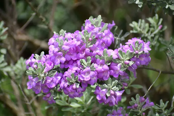 Mor çiçekler bir araya toplanmış.
