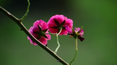 Doğadaki bir bitkinin çiçeği Pembe kırmızı güller.