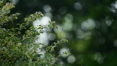Güzel botanik fotoğrafı, doğal duvar kağıdı.