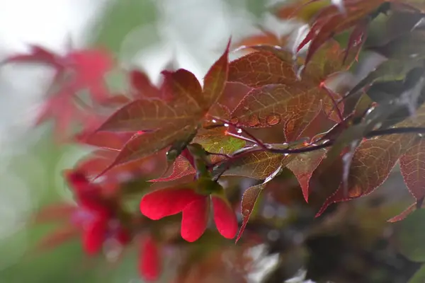 Bahçedeki kırmızı çiçekleri kapat.