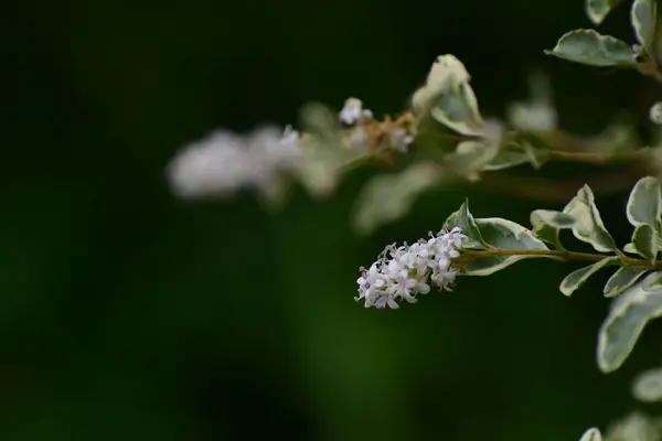 Bahçedeki güzel çiçekler