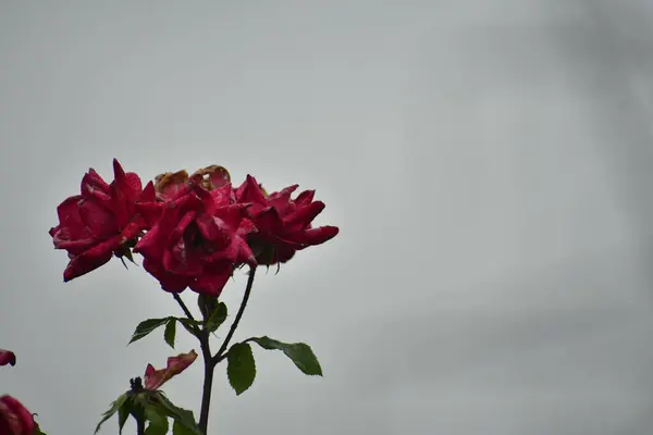 Gri bir günde, bahçede parlak kırmızı bir çiçek